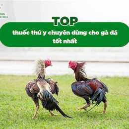 cho tốt gà đá huyện nhà be