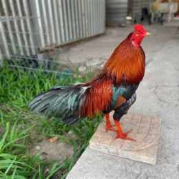 chợ tốt, gà đá quận 1