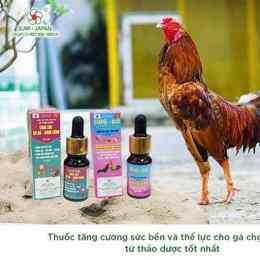 cho tốt gà đá quan 7