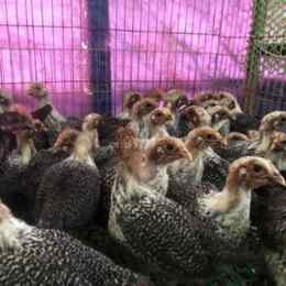 chợ tốt gà đá quận tân bình