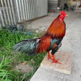 chợ tốt gà đá quận thủ đức