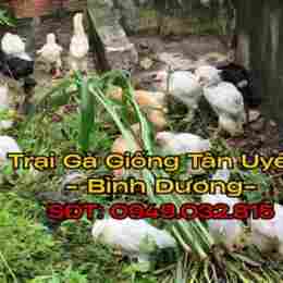 chợ tốt gà đã tân uyên, bình dương