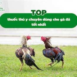 cho tốt gà đá tây ninh