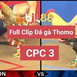 chơi đá gà w88