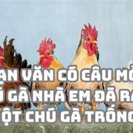 chú gà nhà em đã ra dáng một chú gà trống đẹp