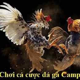 chung kết đá gà thomo