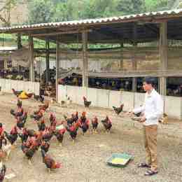chuồng trại nuôi gà đá