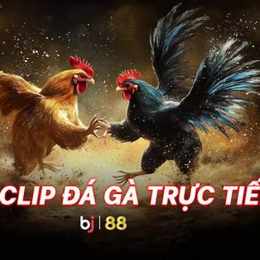 clip đá của gà xanh trích