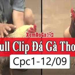 clip đá gà 9 cựa