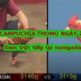 clip đá gà c4