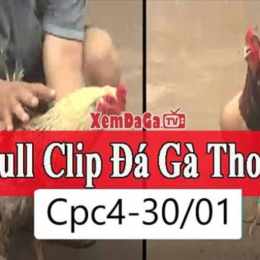 clip đá gà campuchia hôm nay