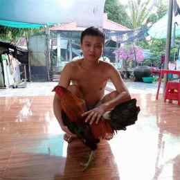 clip đá gà đen duyên ti