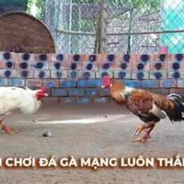 clip đá gà đòn