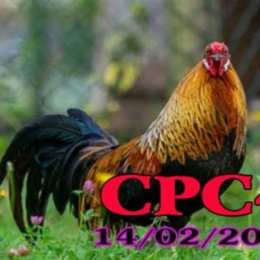 clip đá gà khét anh cọp