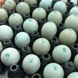 clip đá gà xanh dùng trường 999