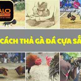clip ga da cua sat hay