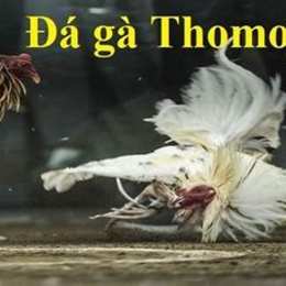 coi đá gà thomo c3