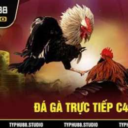 coi đá gà trực tiếp coi đá gà trực tiếp