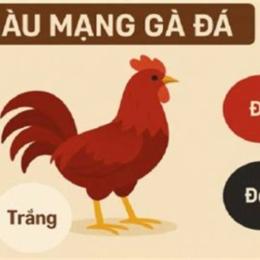coi màu mạng gà đá hôm nay