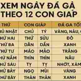 coi ngay da ga hom nai