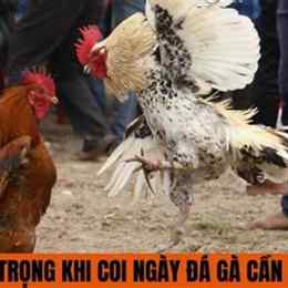 coi ngày da gà tốt nhất