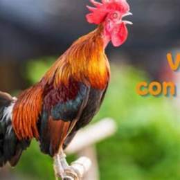 con gà trống đã