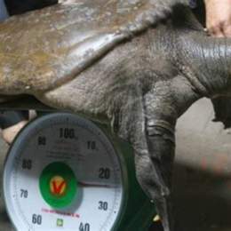 con gì thịt gà da trâu đầu rắn