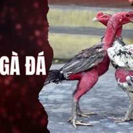congaden đá gà