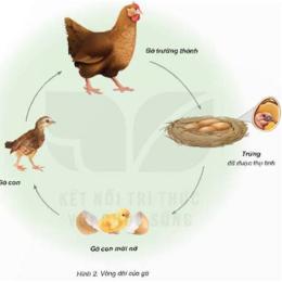 cuối tuần về nội thăm đàn gà 🐔 đang đà phát triển