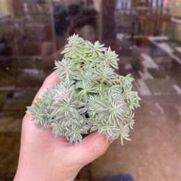 đá cỏ gà