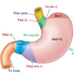 dạ dày cơ của gà