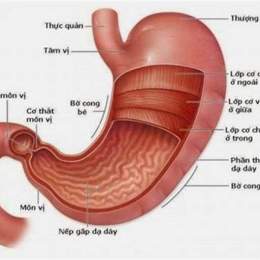 dạ dày cơ ở gà có chức năng gì