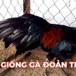 đá gà 14/10