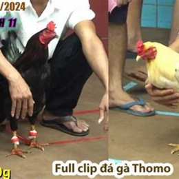 đá gà 17 7