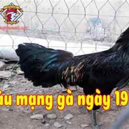 đá gà 19/5