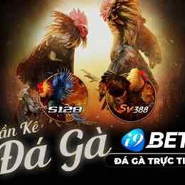 đá gà 2/10