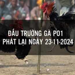 đá gà 23/1