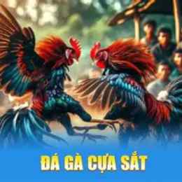 đá gà 23/7 c4