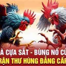 đá gà 5/9/2022