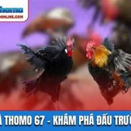 đá gà 67 67
