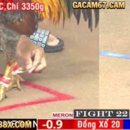đá gà 67 trực tiếp c1