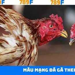 đa gà 789