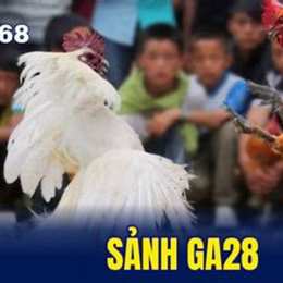 đá gà 8/12 c3