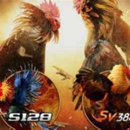 đá gà 88 27/5