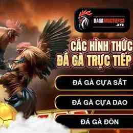 đá gà 88 c3 hôm quả