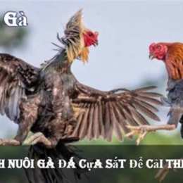 đá gà 88 phát lại