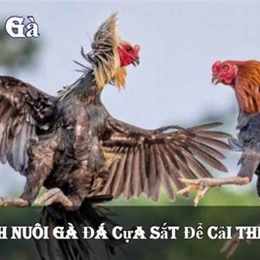 đá gà 88 servi