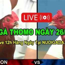 đá gà 88 trực tiếp ngày hôm nay