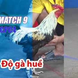đá gà 9/8