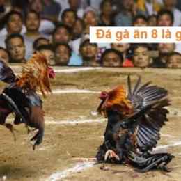đá gà ăn 8 là sao